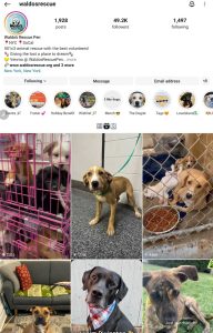 Instagram screenshot of various dogs available for adoption at Waldo's Rescue