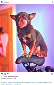 PeloPup Flynn, a chihuahua, sitting on a Peloton bike seat 