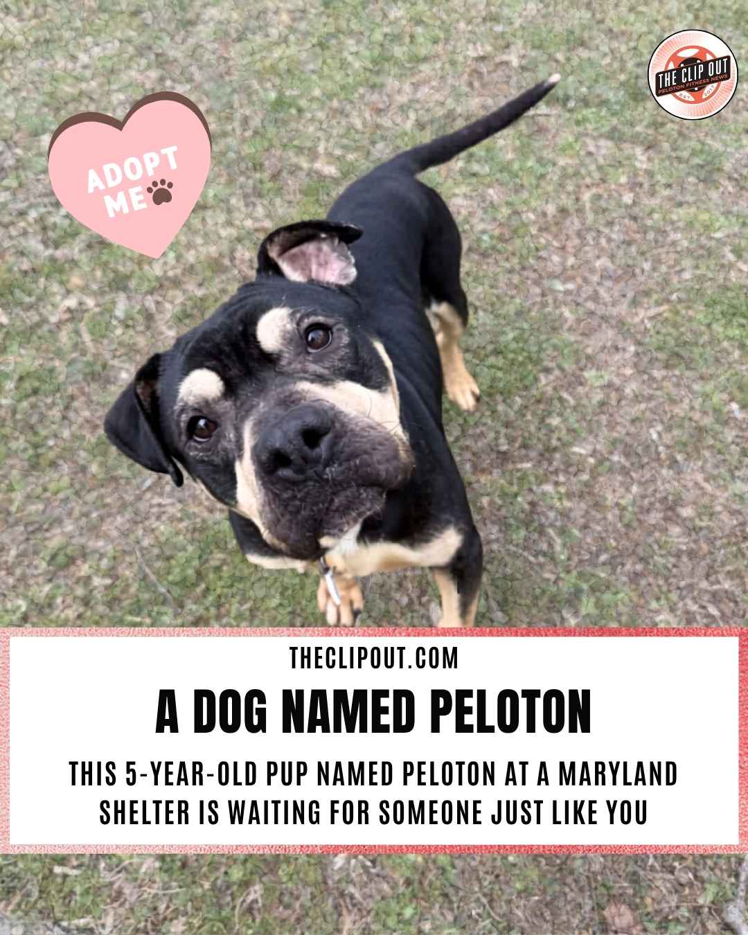 peloton dog this 5-Year-Old pup named Peloton at a Maryland Shelter Is Waiting for Someone Just Like You a dog named peloton