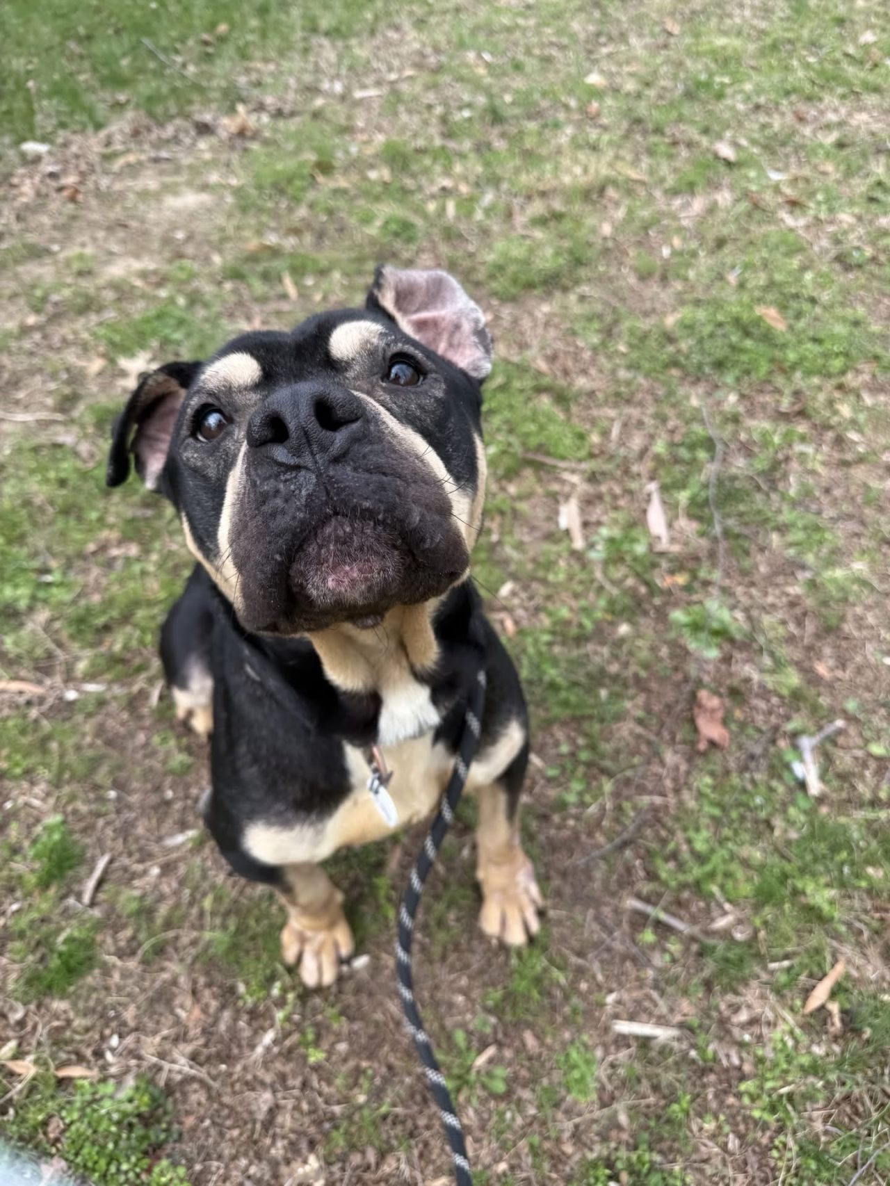 peloton dog for adoption in maryland