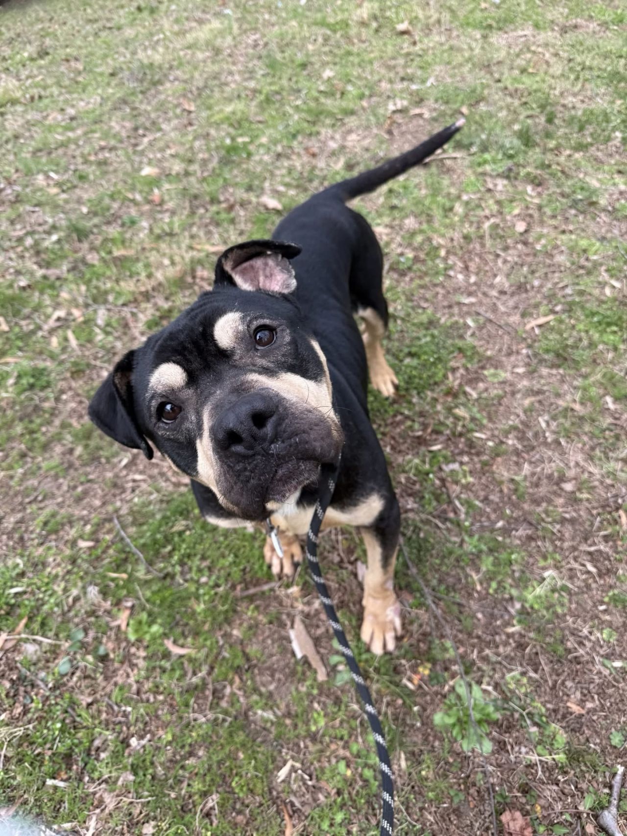 peloton dog for adoption in maryland