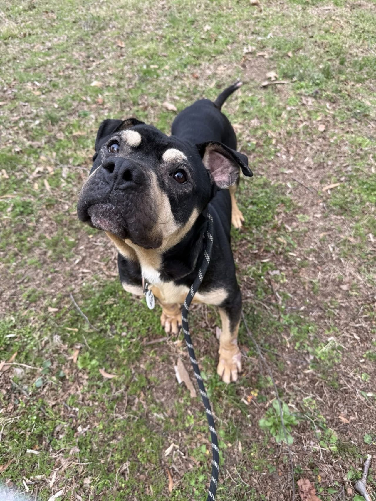 peloton dog for adoption in maryland