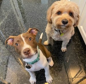 Olivia Amato with Tobi and Rue