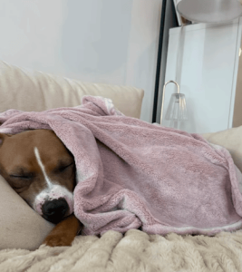 Doggie Dates - Belle in Blanket